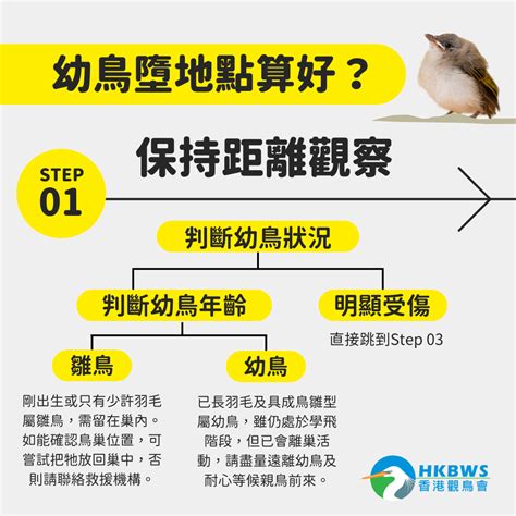 鳥巢怎麼處理|鳥巢幼鳥救傷指南 Bird Nest Nestling Rescue Guidelines